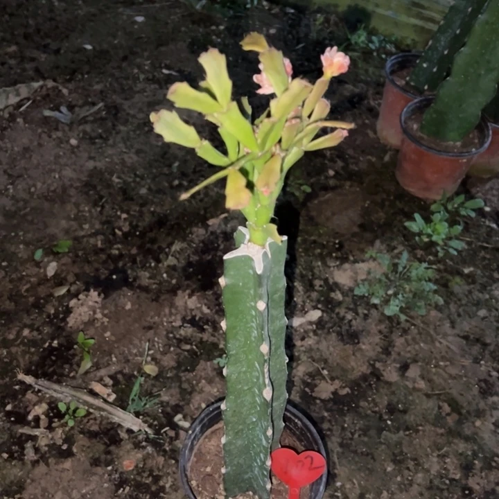 姐***花当前无花栽培后可以开花045  102