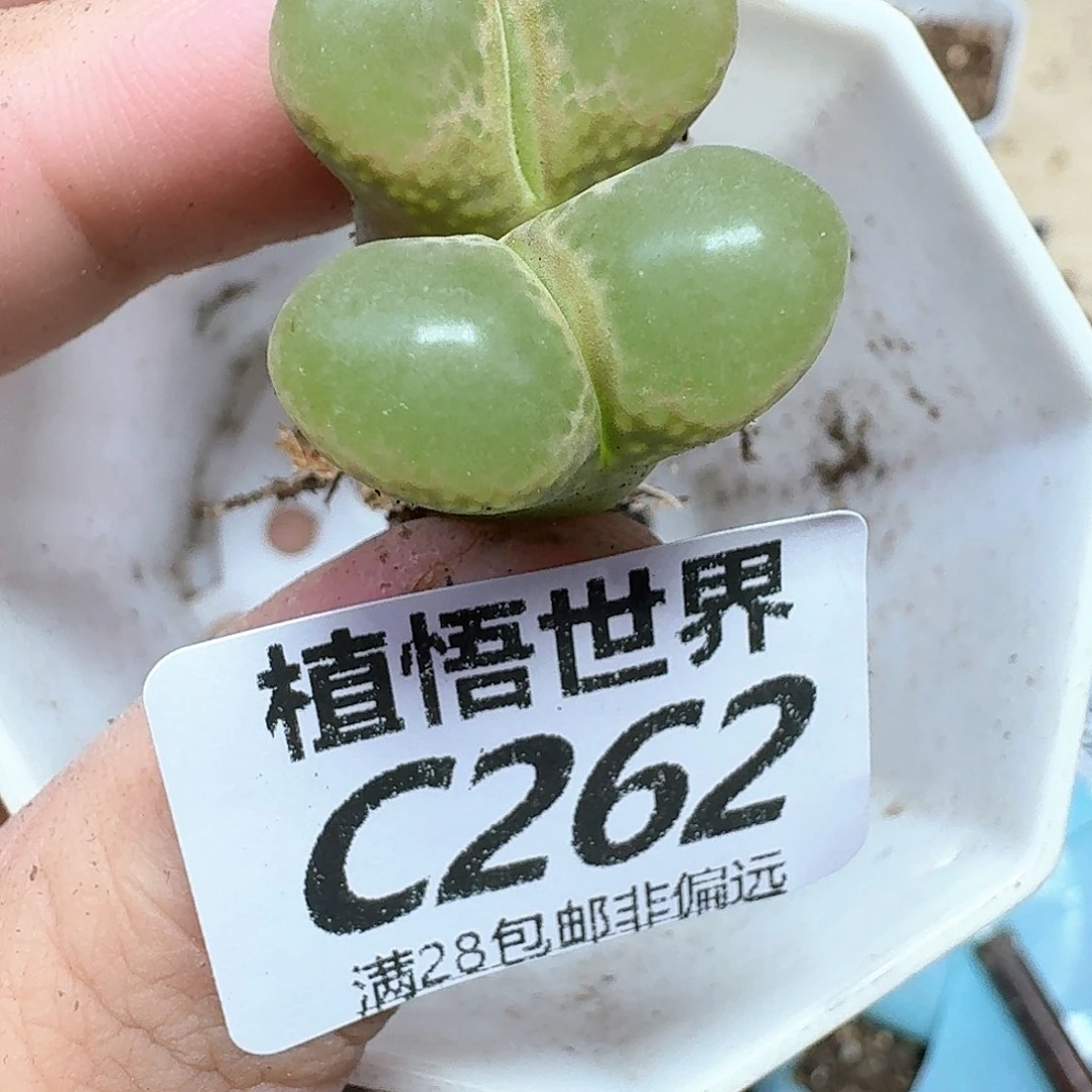 多肉植物的润泽风格