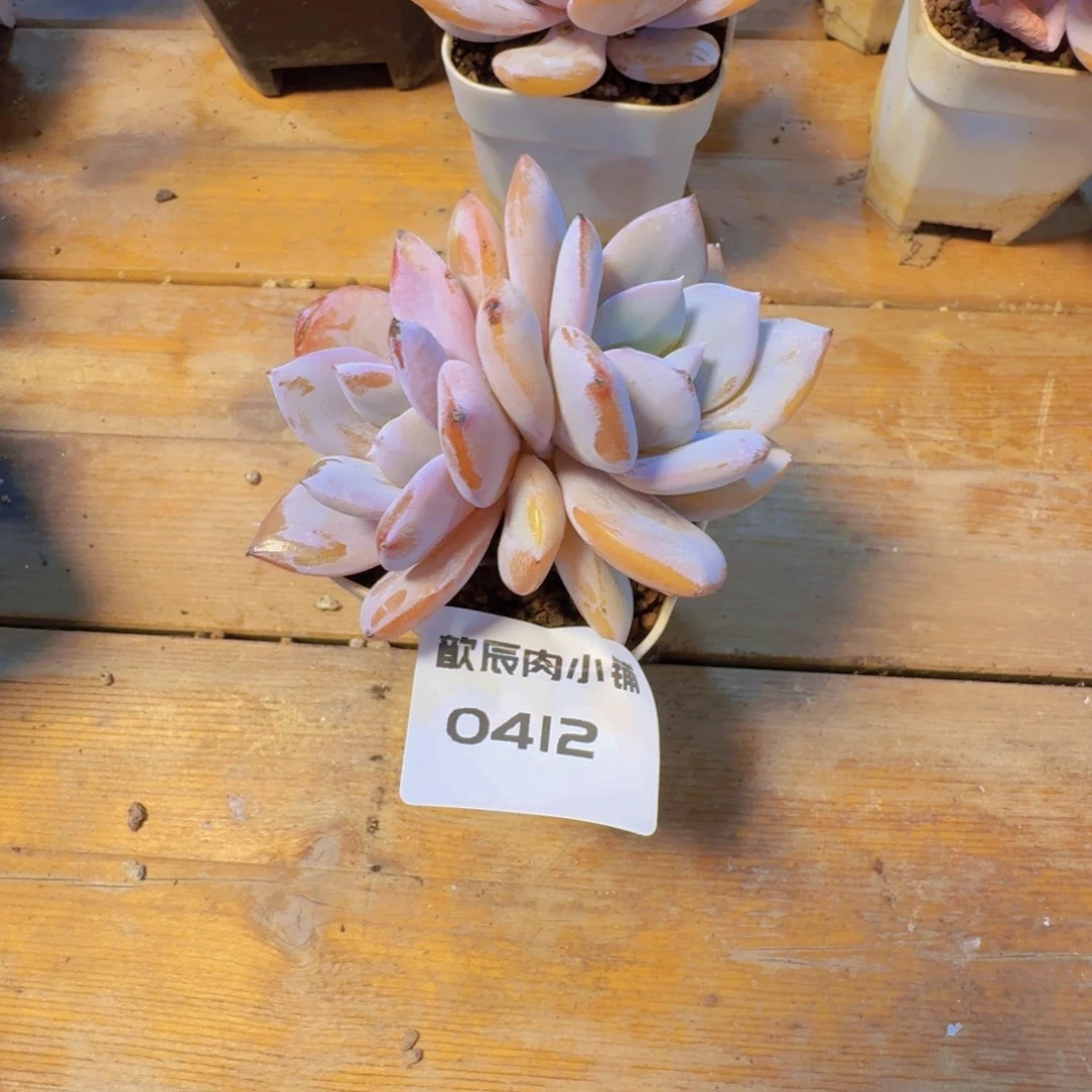 多肉植物奶茶双头0412