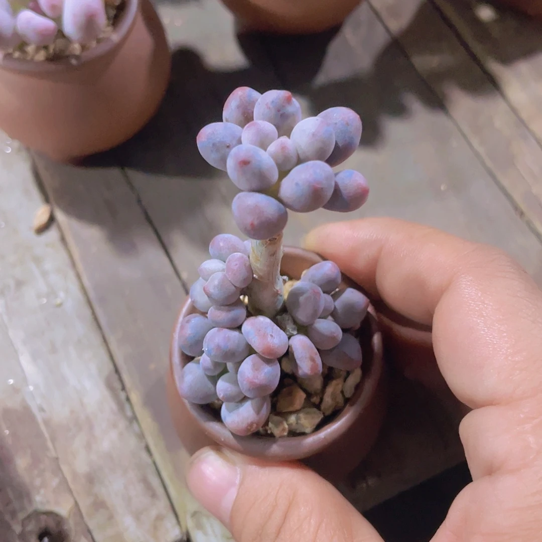 妍***逸带盆发货多肉植物