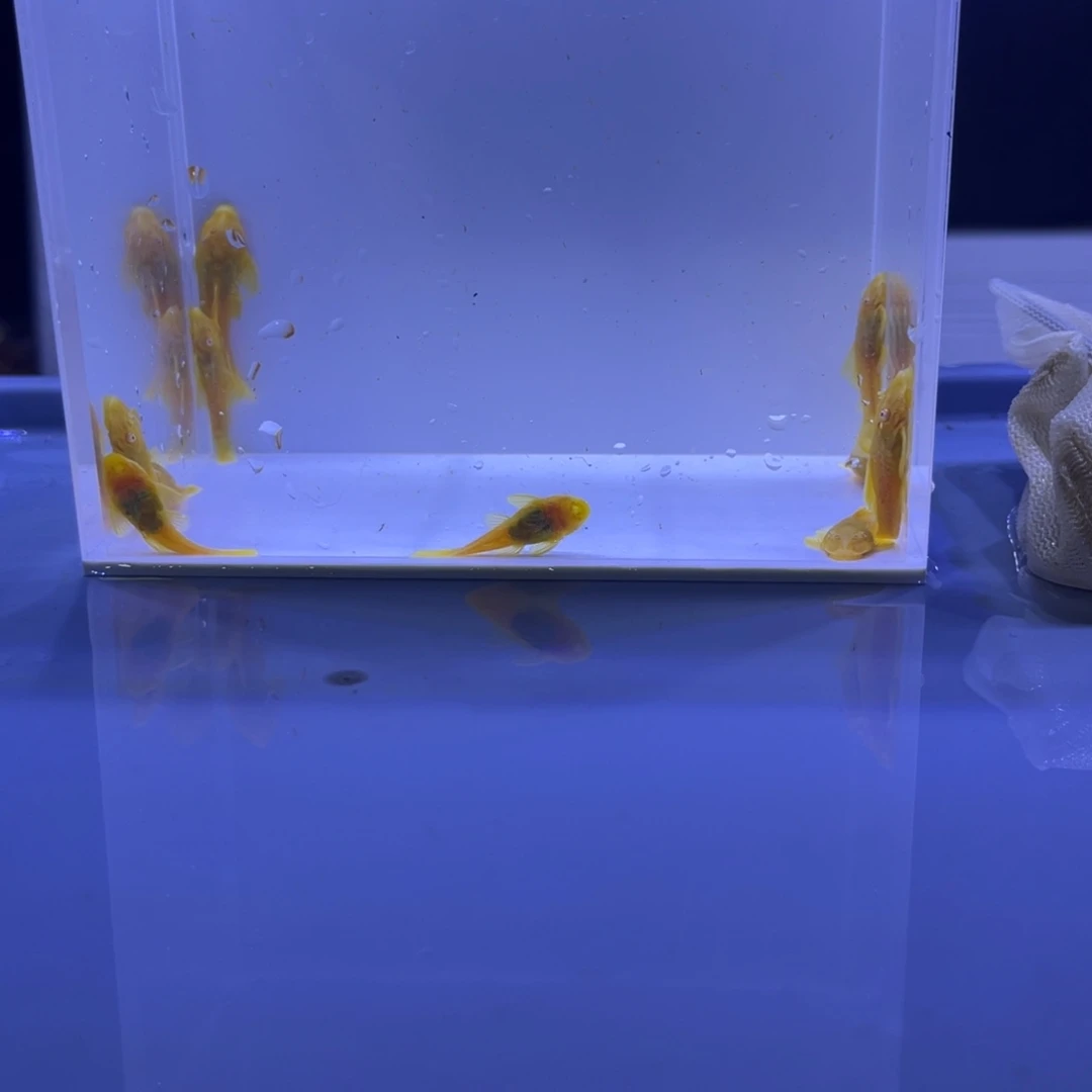 孔雀鱼胡子十条开箱视频报损