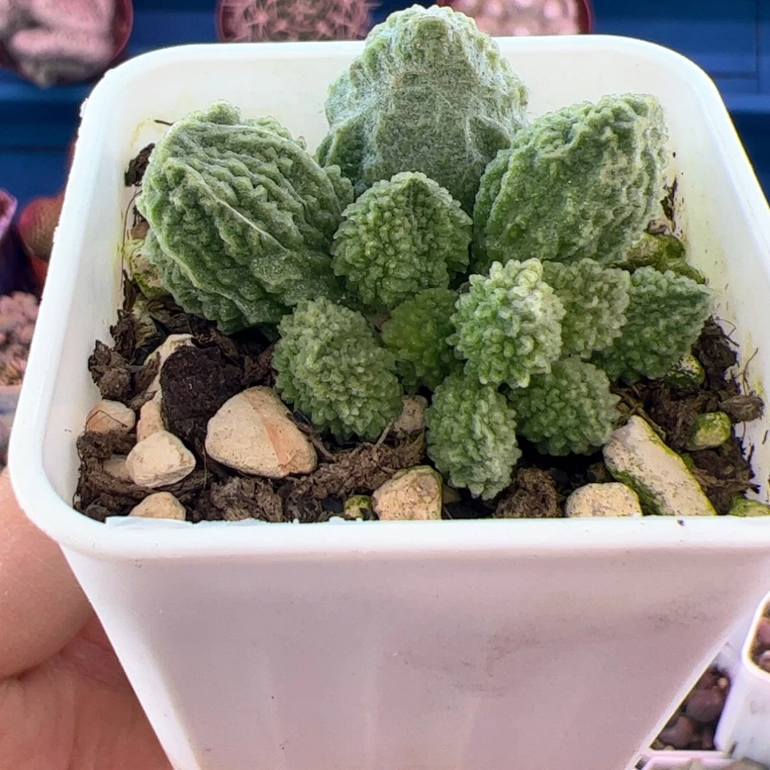 用****4翠绿石。