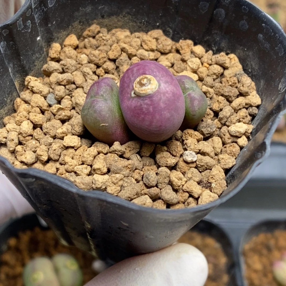 多肉植物肉锥杂交K-4531