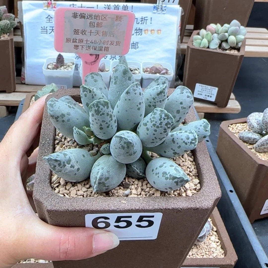 655白肌海报多肉植物