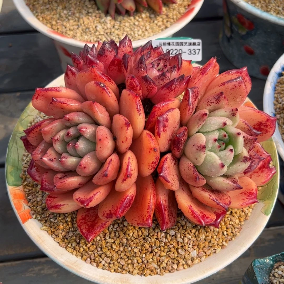 从前慢多肉精选编号0220.337