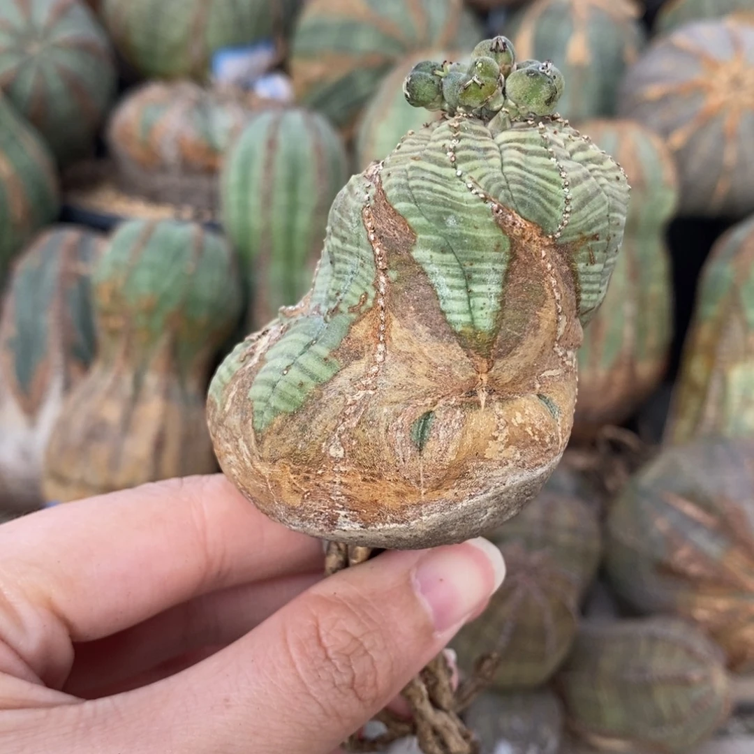 17布纹球精品一物一拍