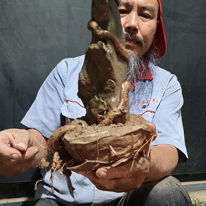 无花朵风**人附石榆树200