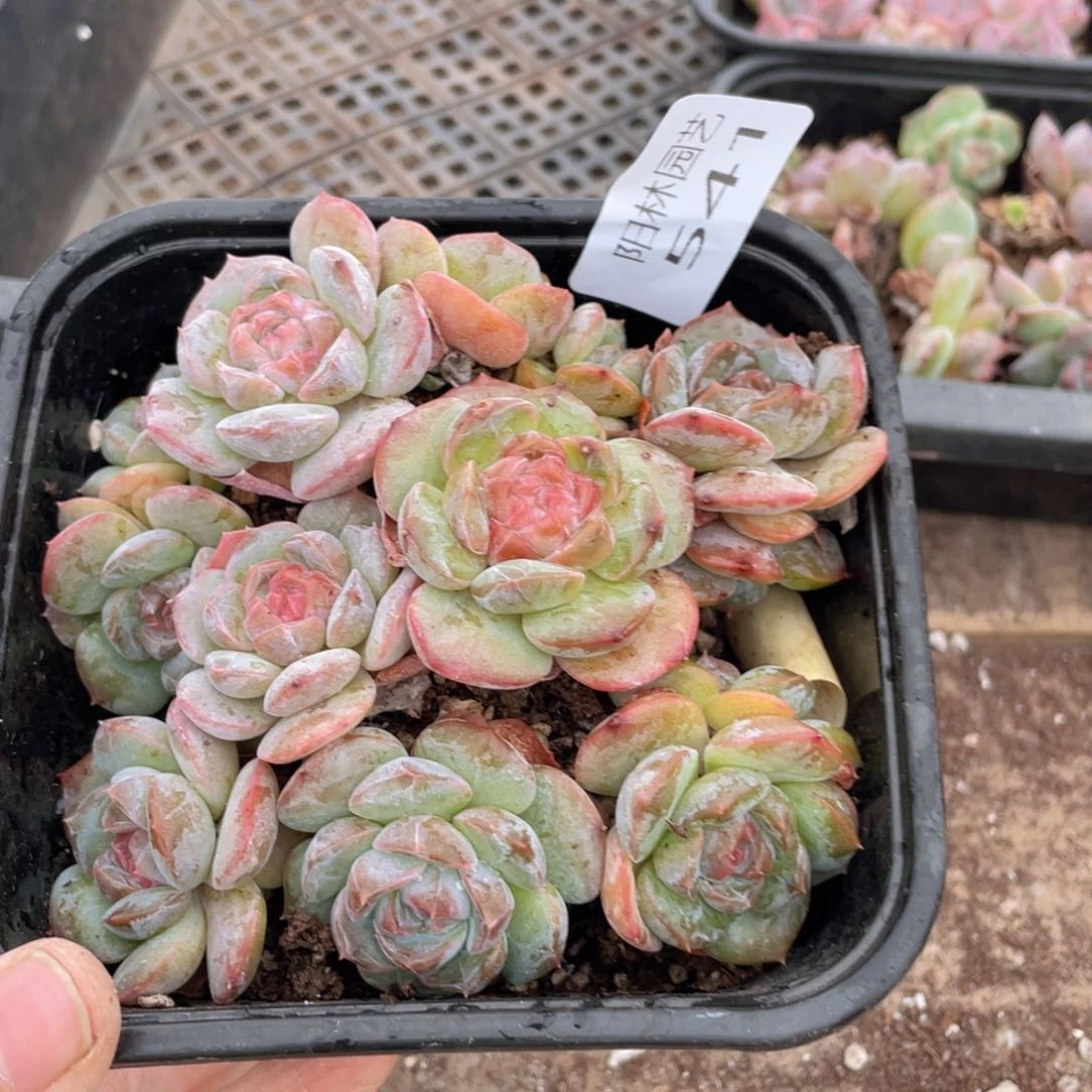 多肉植物多肉植物541