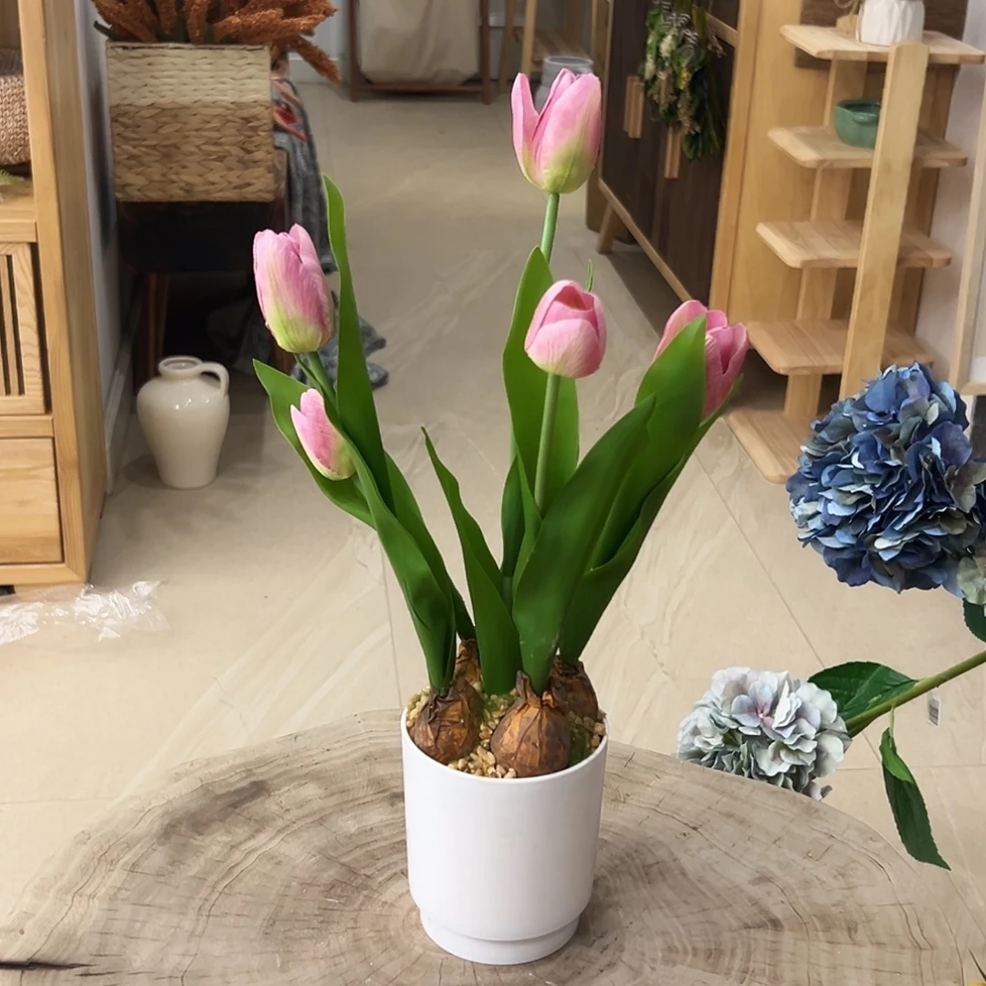 抖音直播间郁金香盆栽