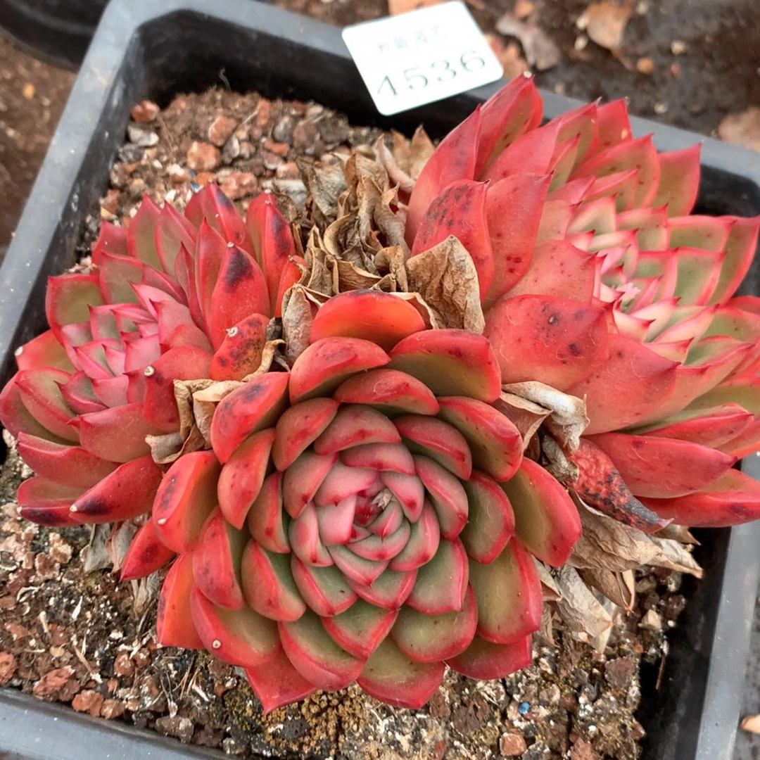 4536有叶伤杂交多肉