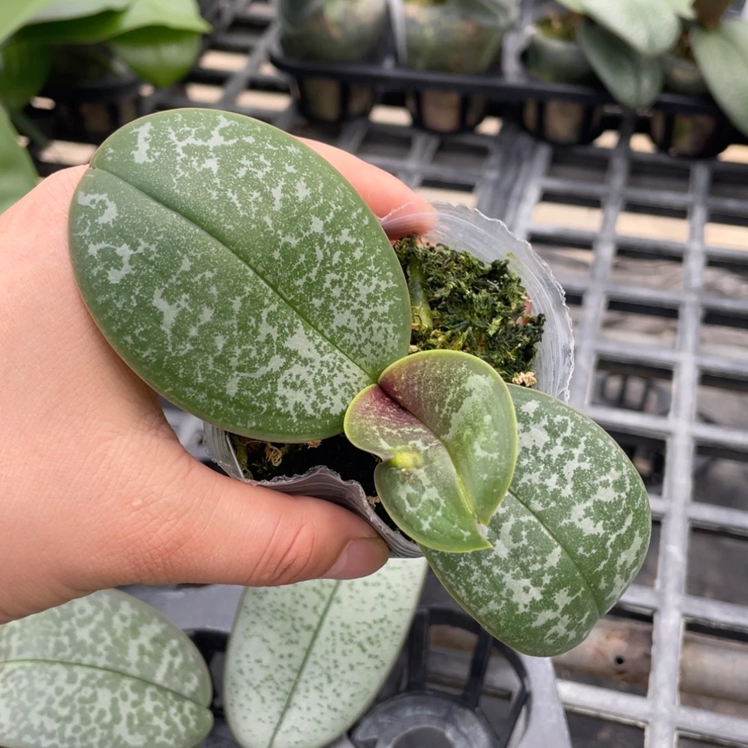 当前无花栽培后可以开花PJ35，2.5
