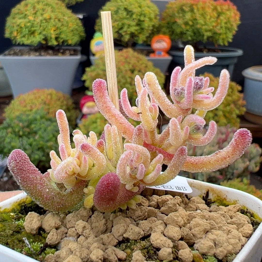 捡漏dy5737小精控冰霜锦冠幅3cm