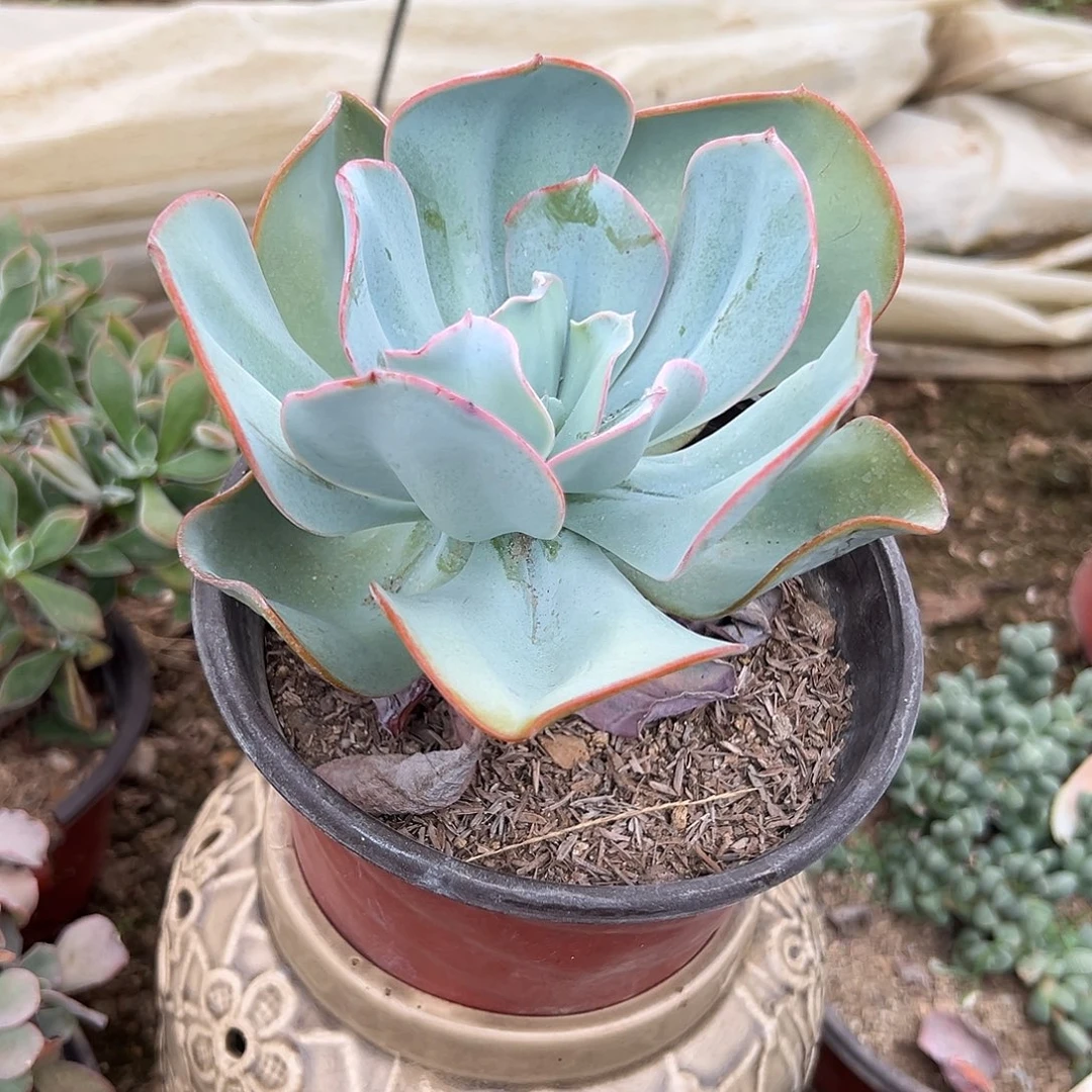 多肉植物布鲁克林蓝