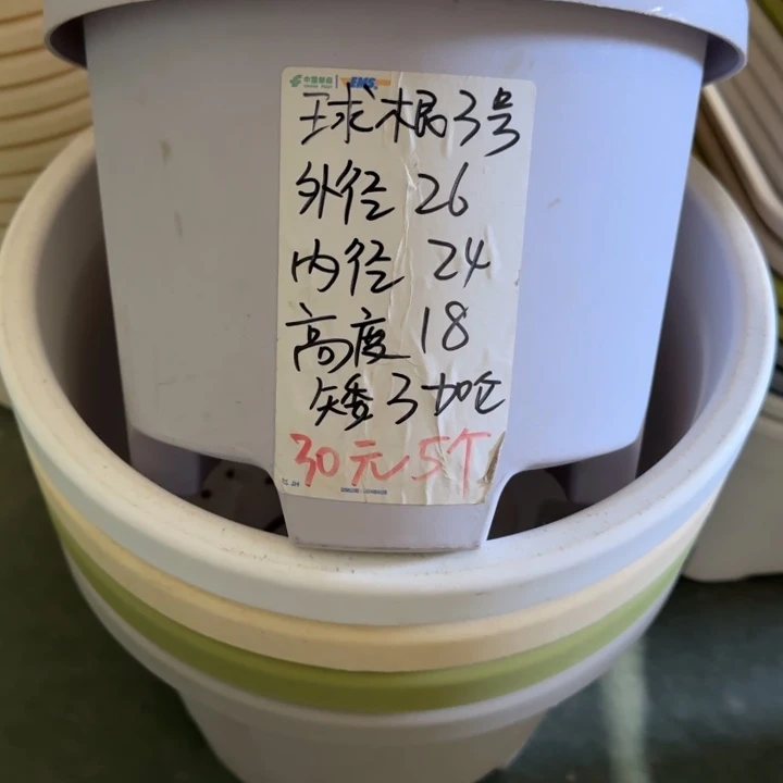 球根3#口径26无托果绿6个