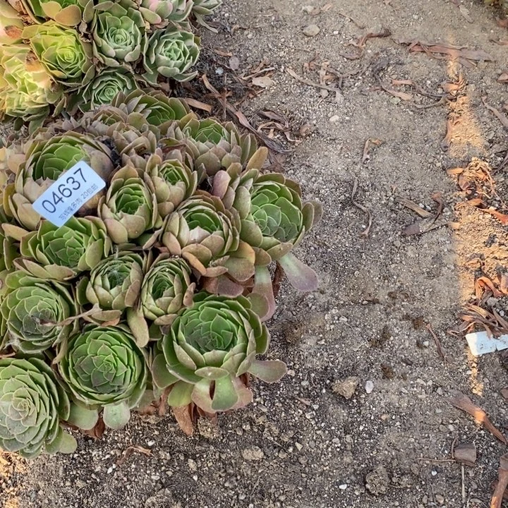 04637圣罗兰多肉植物