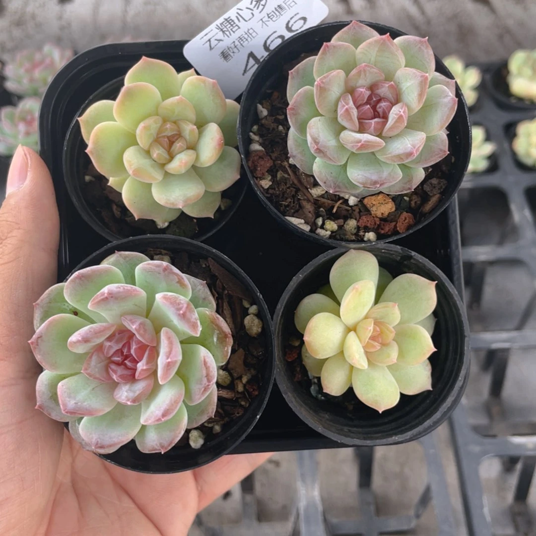 云糖心多肉植物466
