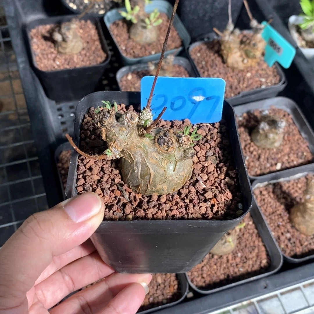 产地白象多肉植物