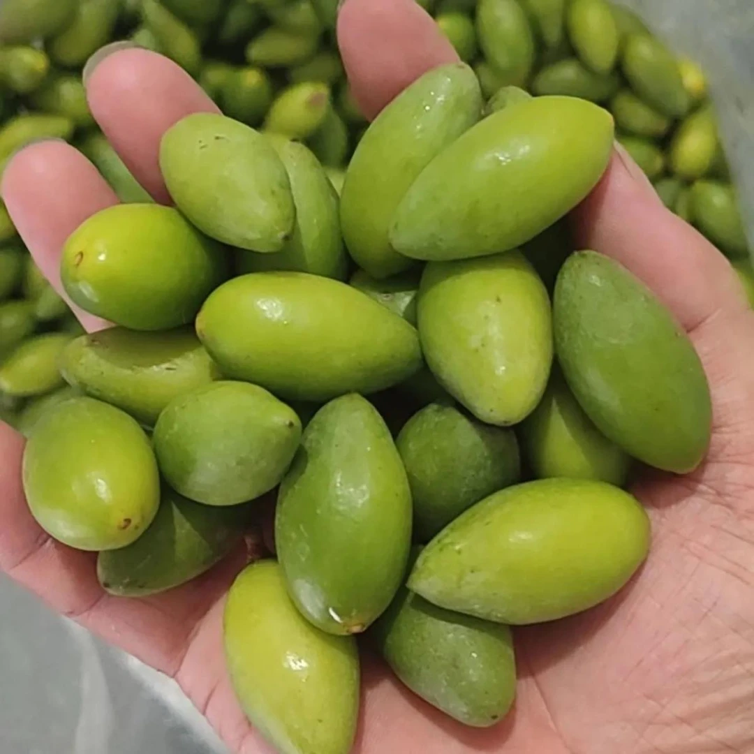 潮汕潮阳金灶青枣脆橄榄新鲜采摘 适合生吃 不甜 1斤装
