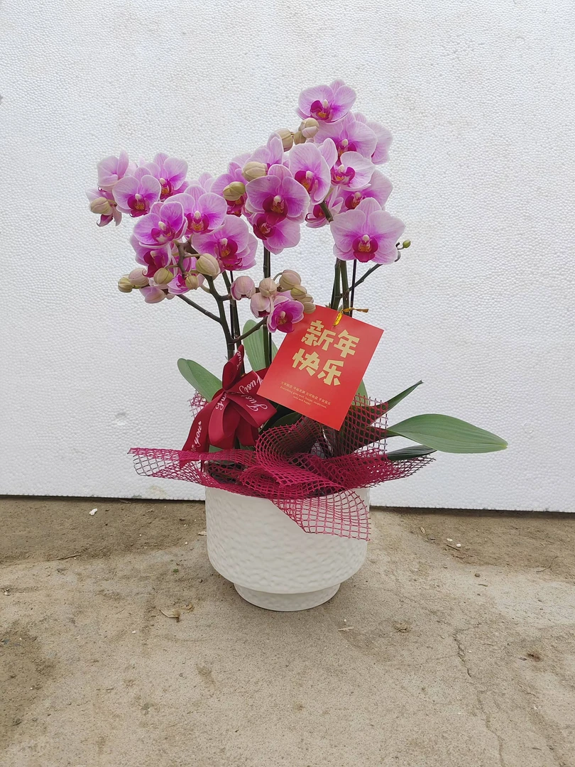 【宝贝】蝴蝶兰室内盆栽花卉绿植兰花