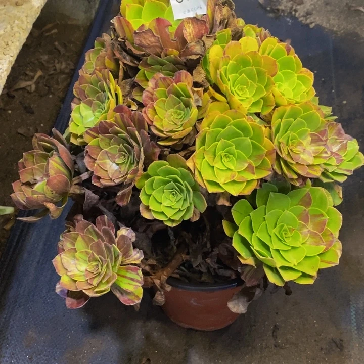 花月夜多肉断头不包3748