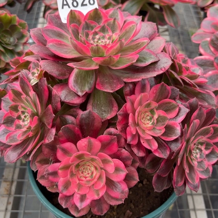 828云荷20厘米左右