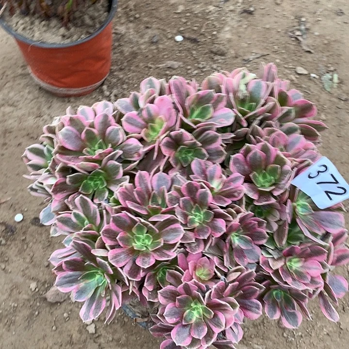 无花朵372美杜莎朵朵