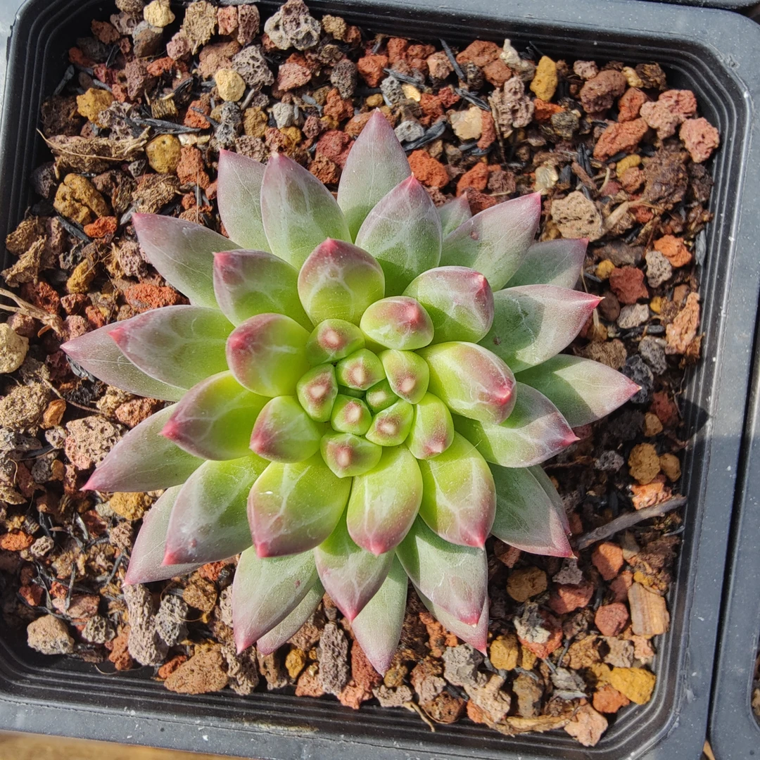 多肉植物一物一拍