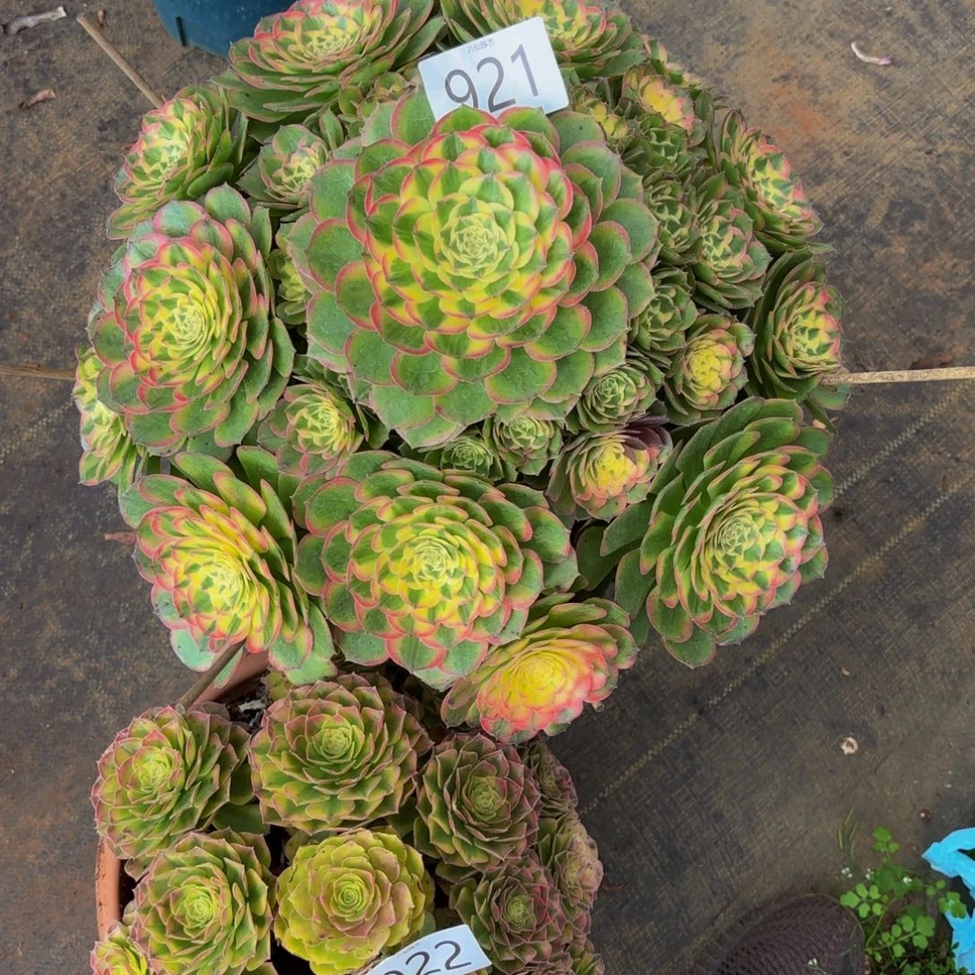 二***爷921多肉植物海鲜特价