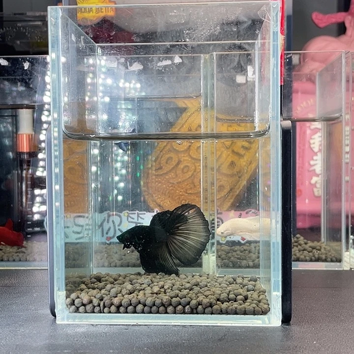 斗鱼52号925早绿半