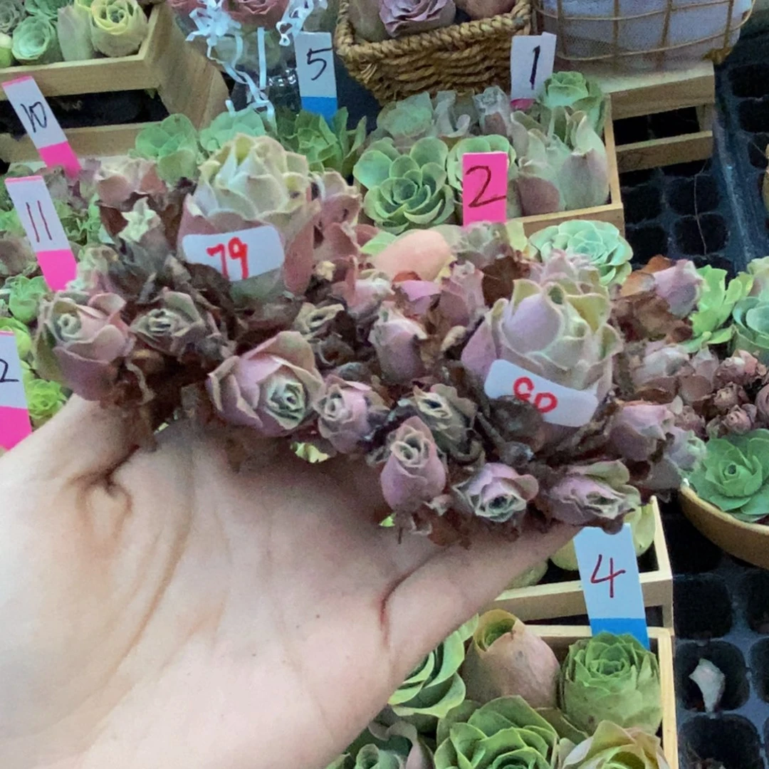 开***果山地玫瑰多肉植物花卉79.80两颗