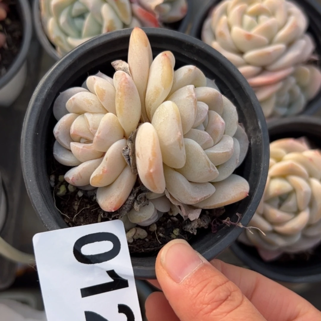 佳*玲012 多肉植物组合盆栽