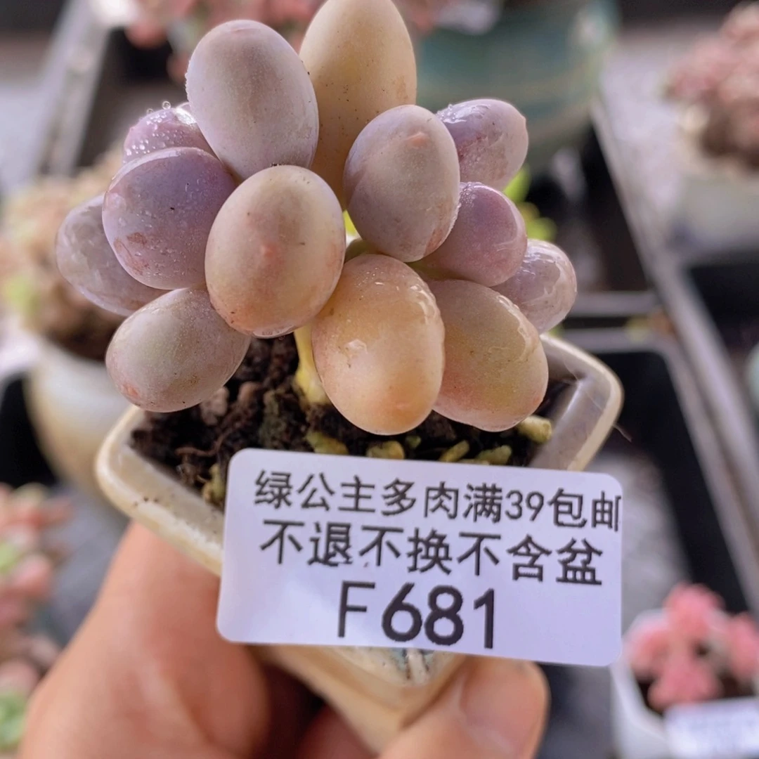 糖豆奶5cm681多肉
