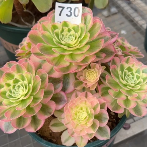 730玉资20厘米左右