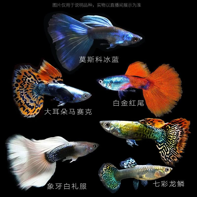 全家福孔雀鱼热带小型淡水好养耐活新手练手观赏鱼首选