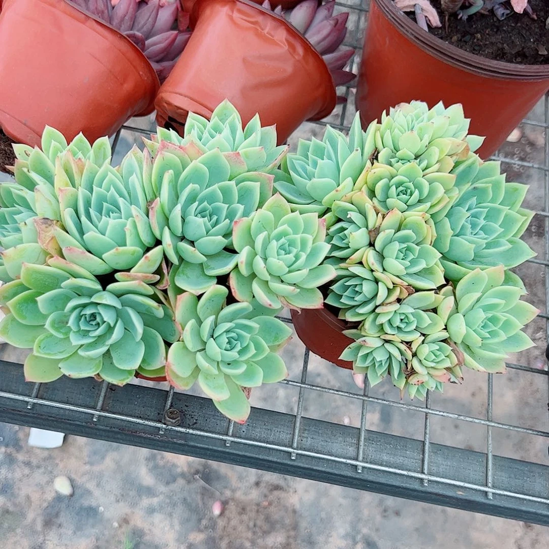 三色堇多头精控二盆