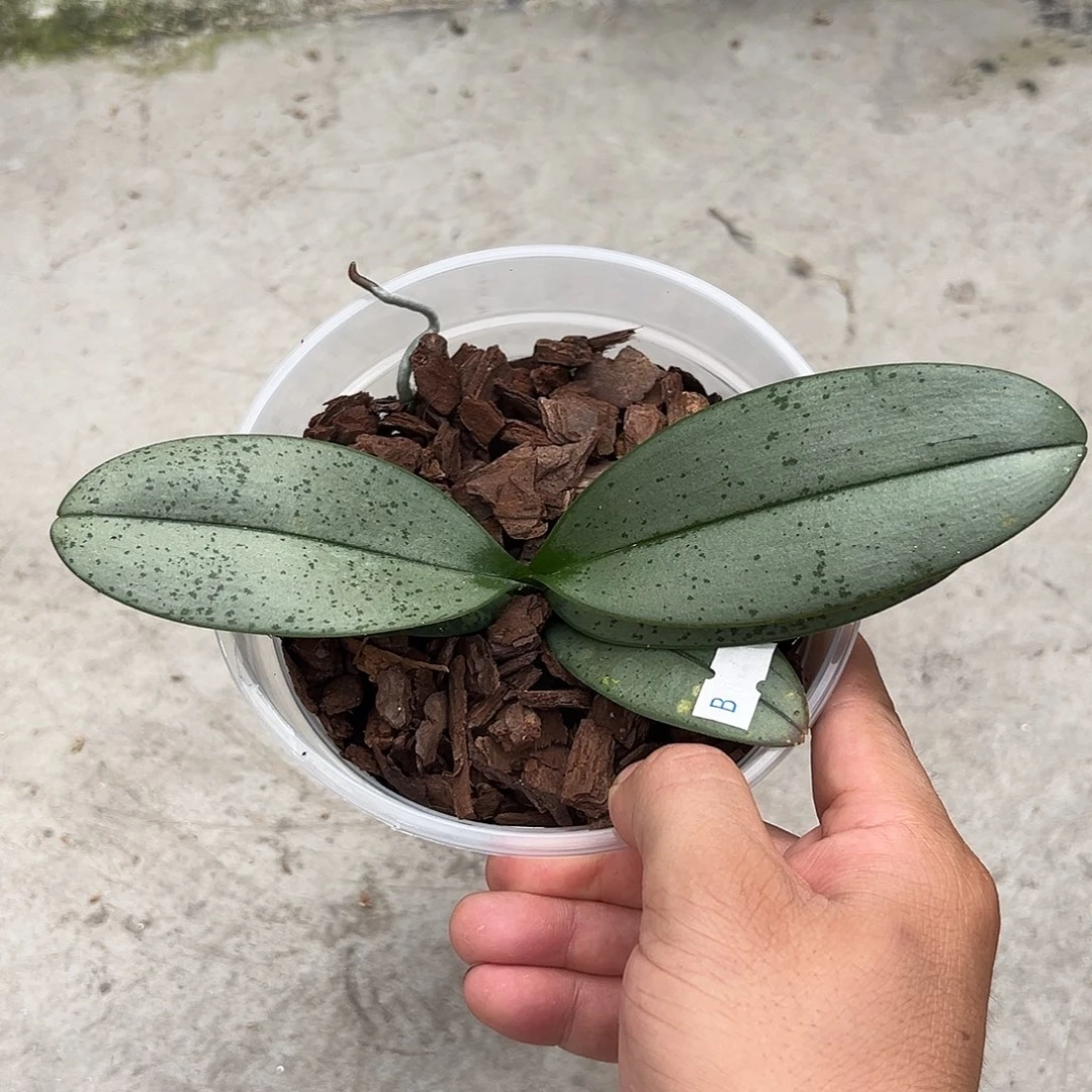 沙***燕当前无花栽培后可以开花