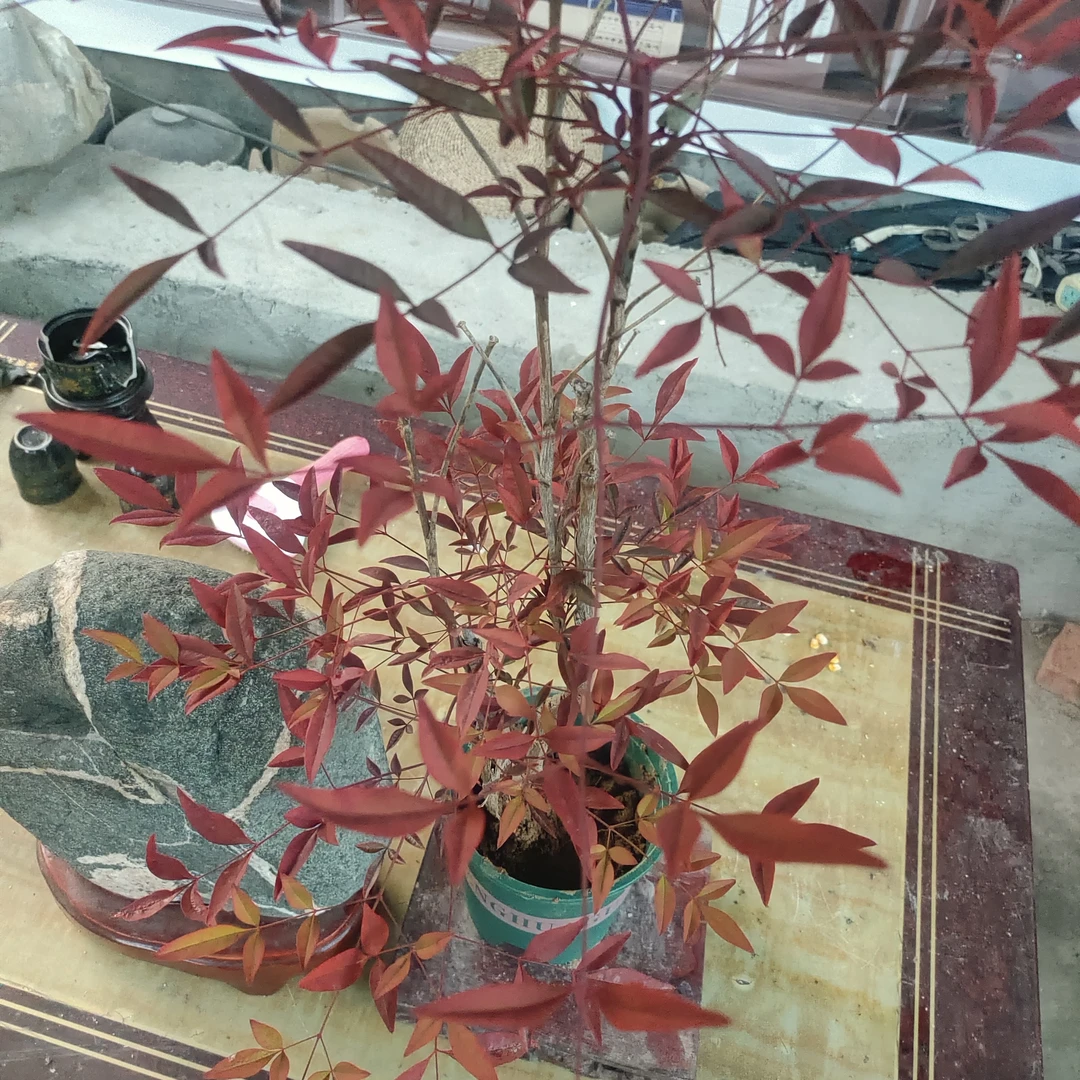 火焰南天竹老桩盆栽可室内外种植四季观叶绿植耐寒