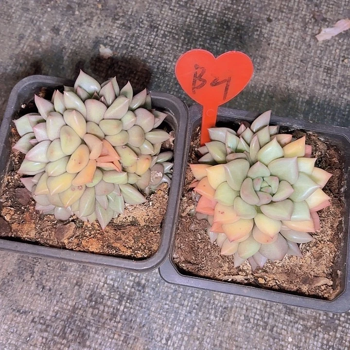 a**城象牙一物一拍B21