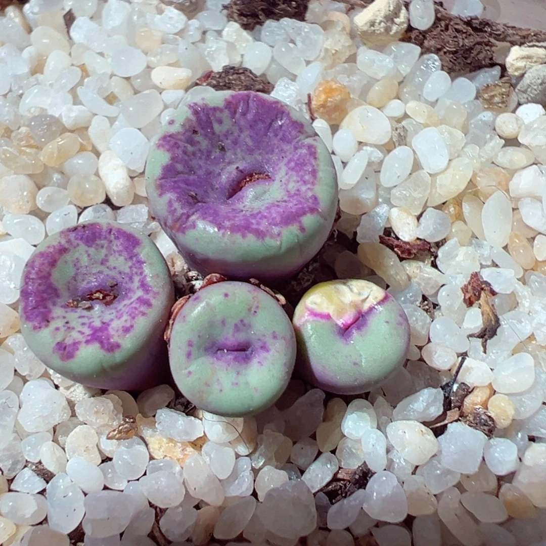 1201-210多肉多日红嘴