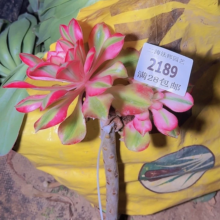 2189嫁接爱丽丝多肉植物