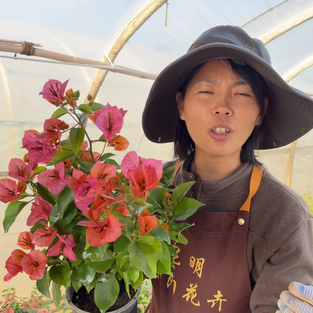 全部花苞（米奇）三角梅会落花落叶会光杆苗有大有小