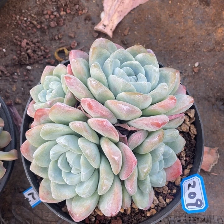 209冰玉一物一拍多肉