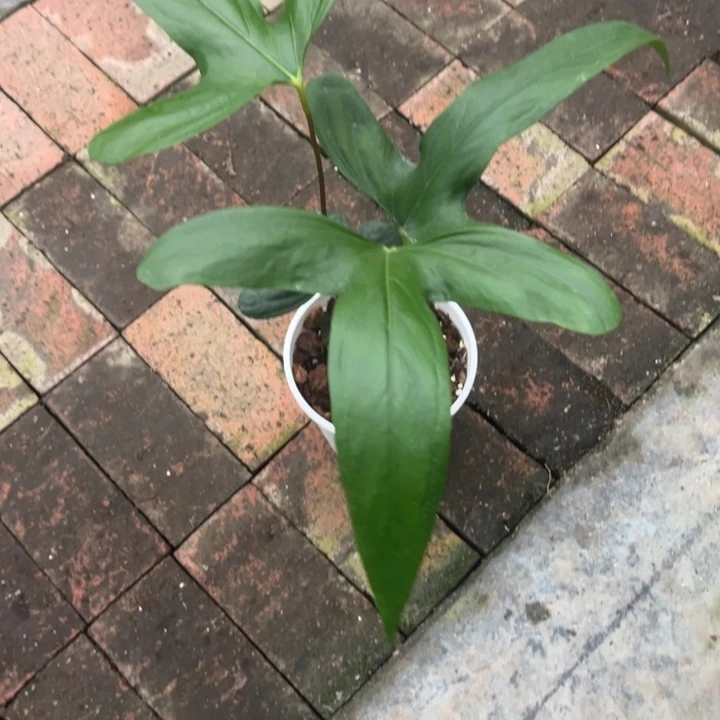 不开花植物原桩进口光面平耳希尼亚