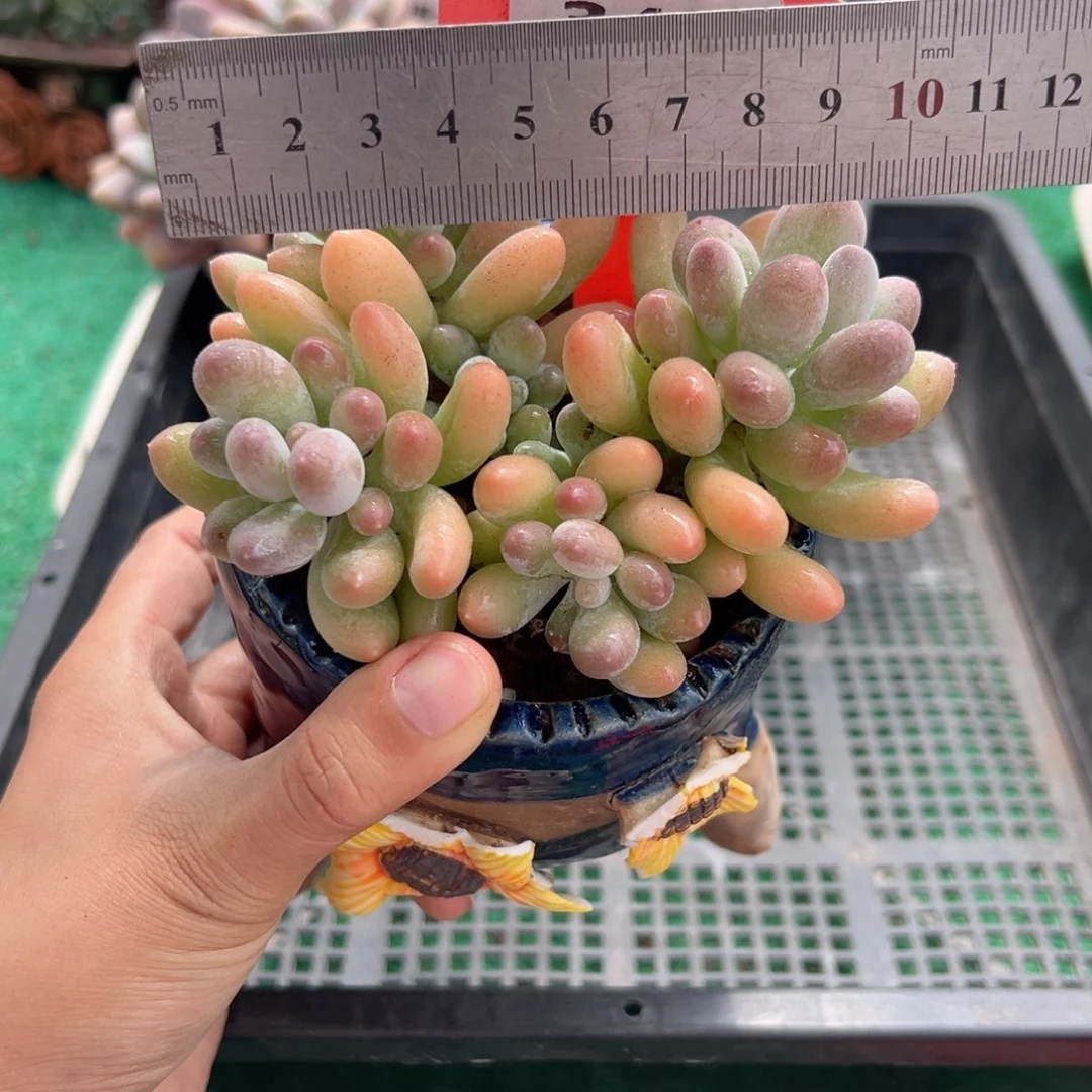 表妹精品多肉植物343.