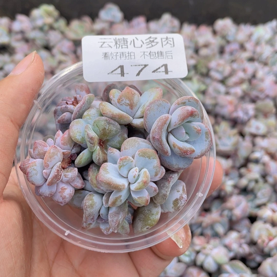 云糖心多肉植物474