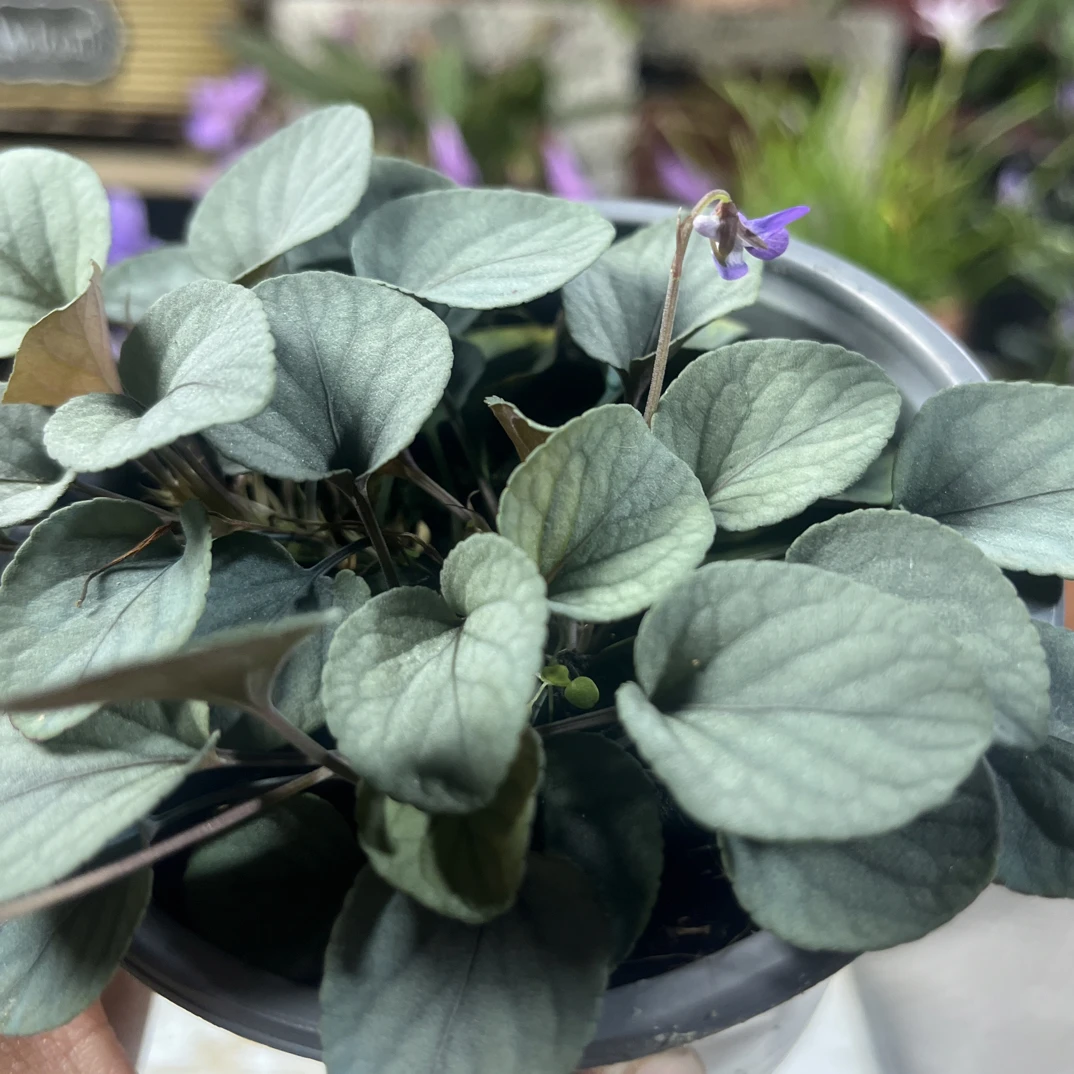 平卧堇菜 银色宝石 好养爆花