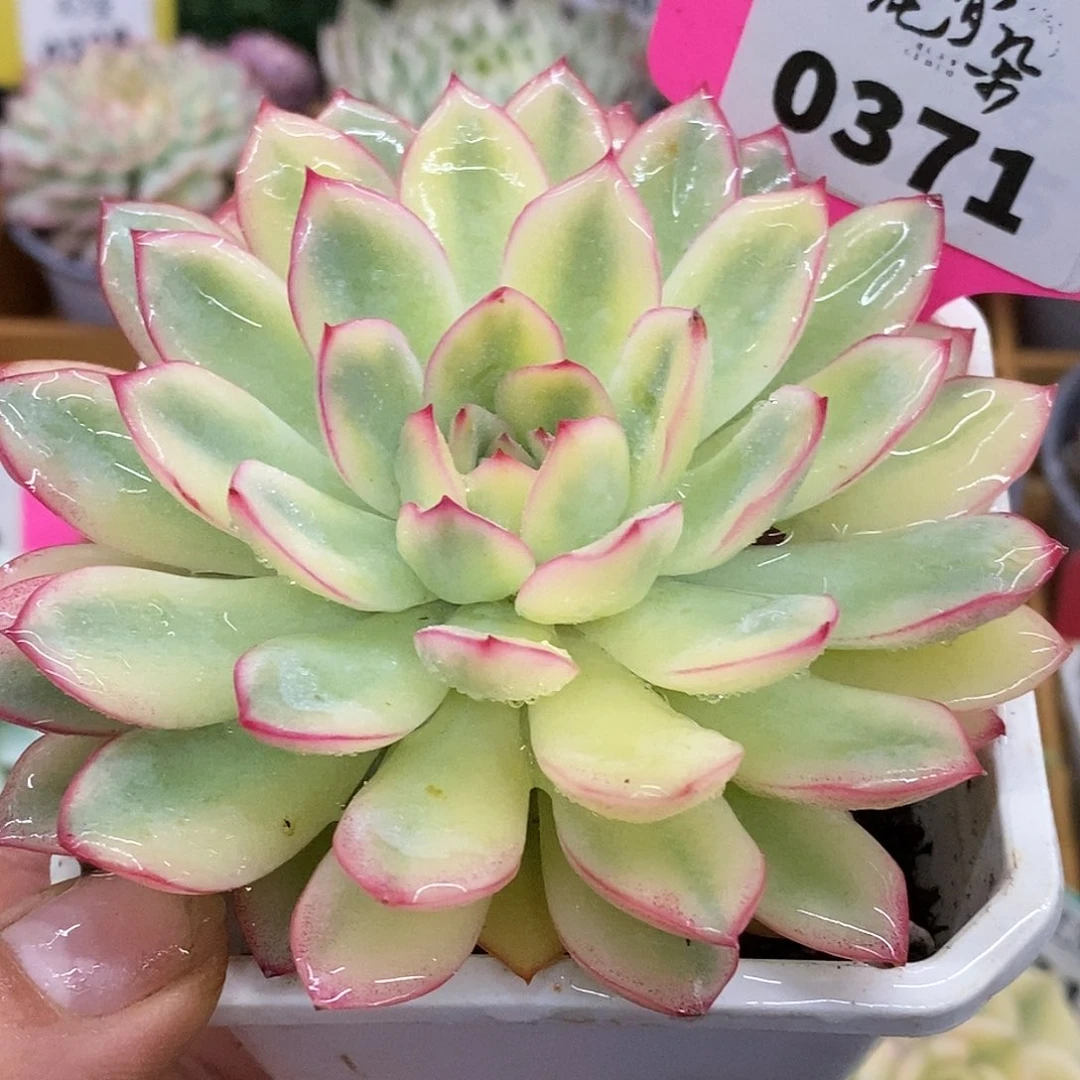 371雨燕座哈哈哈哈哈哈