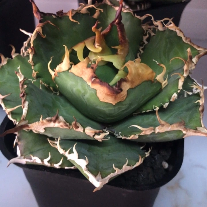 红狮仁王冠龙舌兰