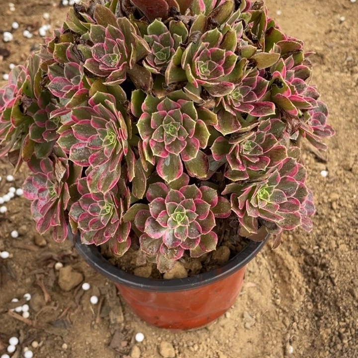 无花朵967多肉植物安娜