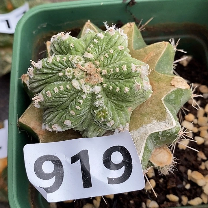 无花朵球接老花笼919